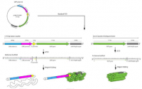 构建既可作为载体又可作为药物的 DNA 纳米颗粒