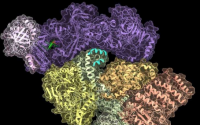 染色体末端的双重麻烦：新研究改变了我们对端粒生物学的理解