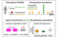 研究发现遗传种系变异影响癌细胞基因的表达