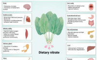 新研究探索硝酸盐作为维持身体稳态的重要信使