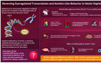 小鼠研究揭示基因表达改变如何诱发自闭症