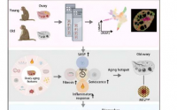 时空转录组学揭示灵长类动物卵巢的衰老特征