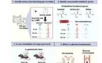 研究发现肠道微生物群就像辅助肝脏
