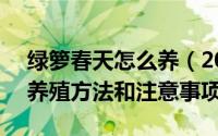 绿箩春天怎么养（2024年04月28日l绿萝的养殖方法和注意事项）