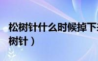 松树针什么时候掉下来（2024年04月28日松树针）