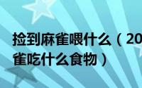 捡到麻雀喂什么（2024年04月29日捡到小麻雀吃什么食物）