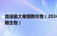 地球最大单细胞生物（2024年04月30日世界上最大的单细胞生物）