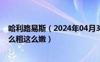 哈利路易斯（2024年04月30日哈利路易斯的大鸟为什么这么粗这么嫩）