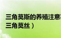 三角莫斯的养殖注意事项（2024年05月01日三角莫丝）