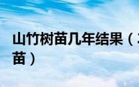 山竹树苗几年结果（2024年05月01日山竹树苗）