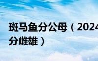 斑马鱼分公母（2024年05月02日斑马鱼怎么分雌雄）