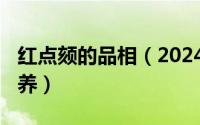 红点颏的品相（2024年05月03日红点颏的饲养）