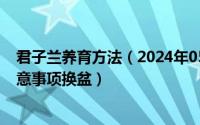 君子兰养育方法（2024年05月03日君子兰的养殖方法和注意事项换盆）