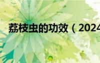 荔枝虫的功效（2024年05月04日荔枝虫）