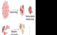 癌症治疗的发展重点是重新教育细胞对抗耐药性