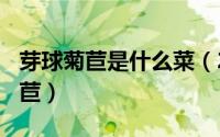 芽球菊苣是什么菜（2024年05月05日芽球菊苣）