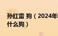 孙红雷 狗（2024年05月06日孙红雷狗脸是什么狗）