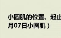 小圆肌的位置、起止点及作用?（2024年05月07日小圆肌）