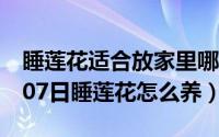 睡莲花适合放家里哪位置招财（2024年05月07日睡莲花怎么养）