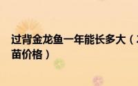 过背金龙鱼一年能长多大（2024年05月08日过背金龙鱼鱼苗价格）