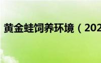 黄金蛙饲养环境（2024年05月09日黄金蛙）