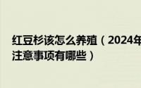 红豆杉该怎么养殖（2024年05月10日红豆杉的养殖方法和注意事项有哪些）