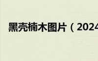 黑壳楠木图片（2024年05月10日黑壳楠）