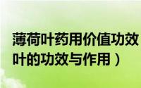 薄荷叶药用价值功效（2024年05月11日薄荷叶的功效与作用）