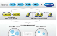 科学家将卵母细胞特异性组蛋白 H1FOO 与更好的 iPS 细胞生成联系起来