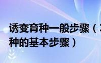 诱变育种一般步骤（2024年05月12日诱变育种的基本步骤）