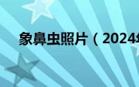 象鼻虫照片（2024年05月12日象鼻虫）