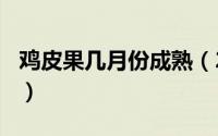 鸡皮果几月份成熟（2024年05月13日鸡皮果）