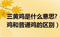 三黄鸡是什么意思?（2024年05月14日三黄鸡和普通鸡的区别）