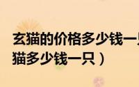 玄猫的价格多少钱一只（2024年05月14日玄猫多少钱一只）