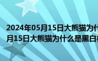 2024年05月15日大熊猫为什么是黑白相间的呢（2024年05月15日大熊猫为什么是黑白相间的）