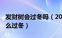 发财树会过冬吗（2024年05月15日发财树怎么过冬）