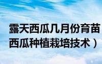 露天西瓜几月份育苗（2024年05月15日露天西瓜种植栽培技术）