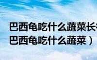 巴西龟吃什么蔬菜长得快（2024年05月16日巴西龟吃什么蔬菜）