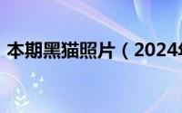 本期黑猫照片（2024年05月16日黑猫本子）