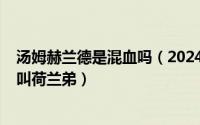 汤姆赫兰德是混血吗（2024年05月16日汤姆赫兰德为什么叫荷兰弟）