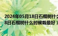 2024年05月18日石榴树什么时候栽最好呢（2024年05月18日石榴树什么时候栽最好）