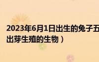 2023年6月1日出生的兔子五行中缺什么（2024年05月19日出芽生殖的生物）