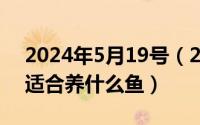 2024年5月19号（2024年05月19日小鱼缸适合养什么鱼）