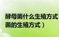 酵母菌什么生殖方式（2024年05月19日酵母菌的生殖方式）