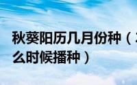 秋葵阳历几月份种（2024年05月21日秋葵什么时候播种）