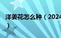 洋姜花怎么种（2024年05月21日洋姜花花语）