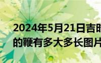 2024年5月21日吉时（2024年05月21日马的鞭有多大多长图片）