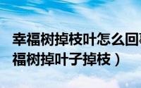 幸福树掉枝叶怎么回事（2024年05月22日幸福树掉叶子掉枝）