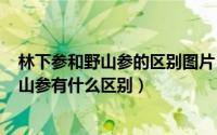 林下参和野山参的区别图片（2024年05月23日林下参和野山参有什么区别）