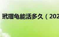 玳瑁龟能活多久（2024年05月23日玳瑁龟）